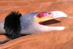 2008-03-31_pararaptor@comcast.net_Colorful condor_Condor1 (another copy)