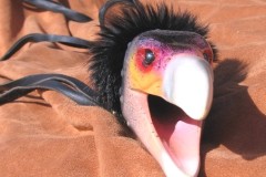 2008-03-31_pararaptor@comcast.net_Colorful condor_Condor2 (copy)