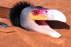 2008-03-31_pararaptor@comcast.net_Colorful condor_Condor3 (copy)