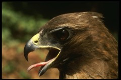 2008-07-30_pararaptor@comcast.net_Hawk picutre_Red-Tailed Hawk 42037 (copy)